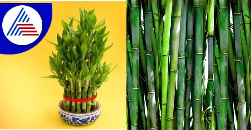 Vastu Shastra tips for keeping lucky bamboo at home skr