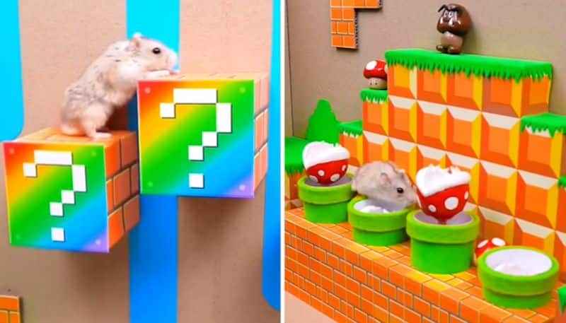 Hamster plays real-life Super Mario, netizens delighted Watch-tgy