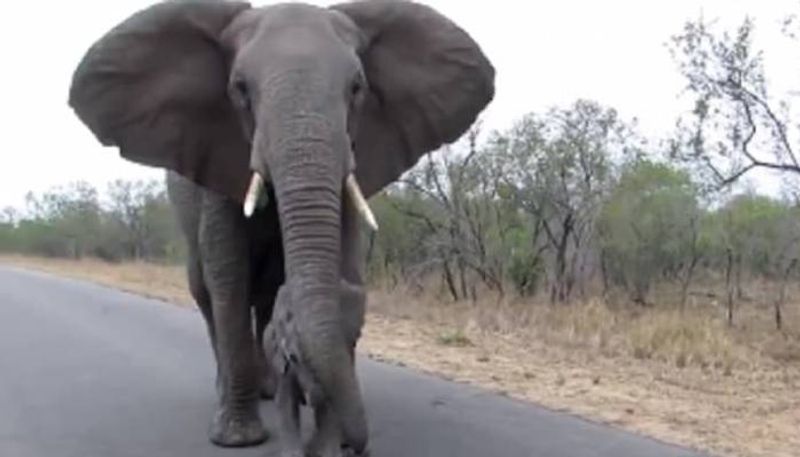 Elephant stops baby from getting too close to tourists