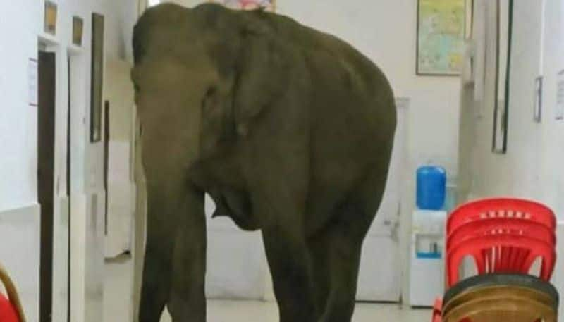 elephants spotted in hospital video went viral 