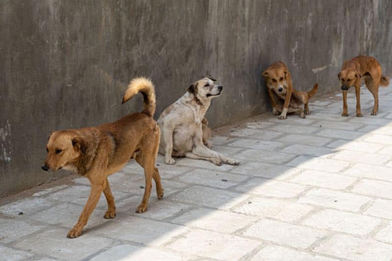 The Supreme Court has ruled that anyone who feed stray dogs could be held accountable if they attack people.