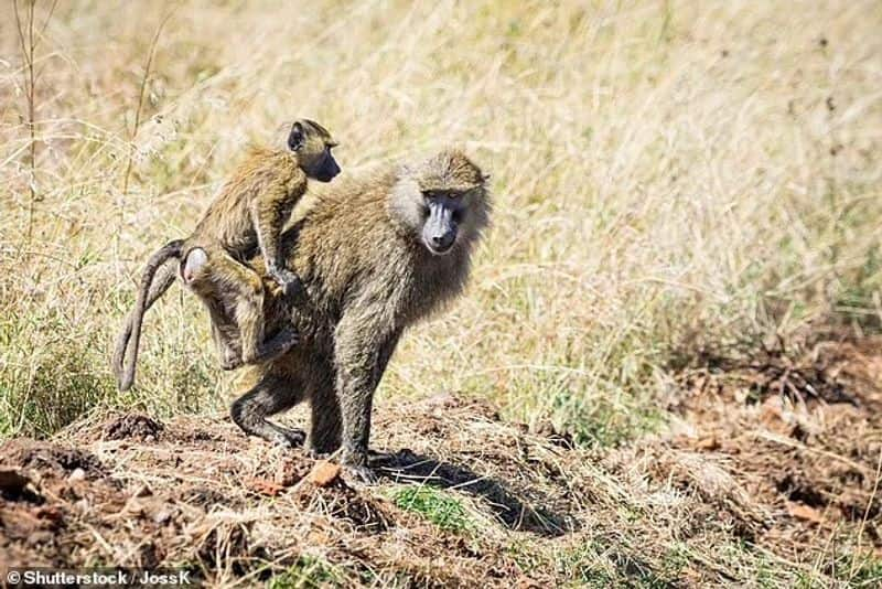 How animals behavior in zoo before and after the lockdown 