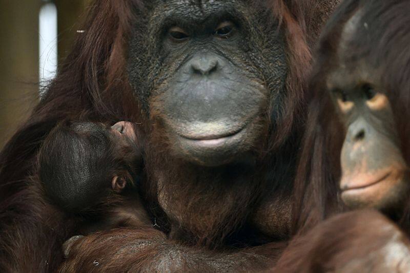 baby gorilla tries to fight to save mother in a viral video kms