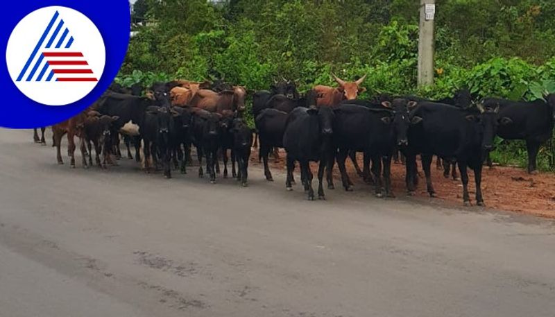 Stray cattle  were killed by the vehicle more than 50 cows died 20 days in chikkamagalauru gow