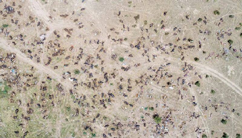 viral photo of thousands of cows killed by lumpy virus is fake says authorities 