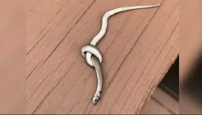 snake tied in a knot the photo goes viral 