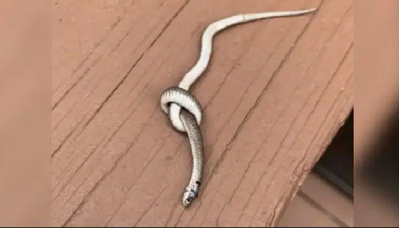 snake tied in a knot the photo goes viral 