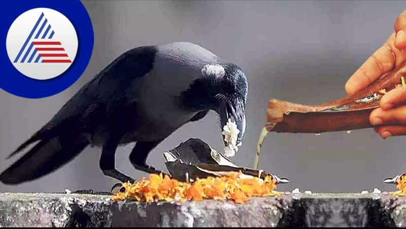 importance of feeding a crow in Pitru Paksha skr