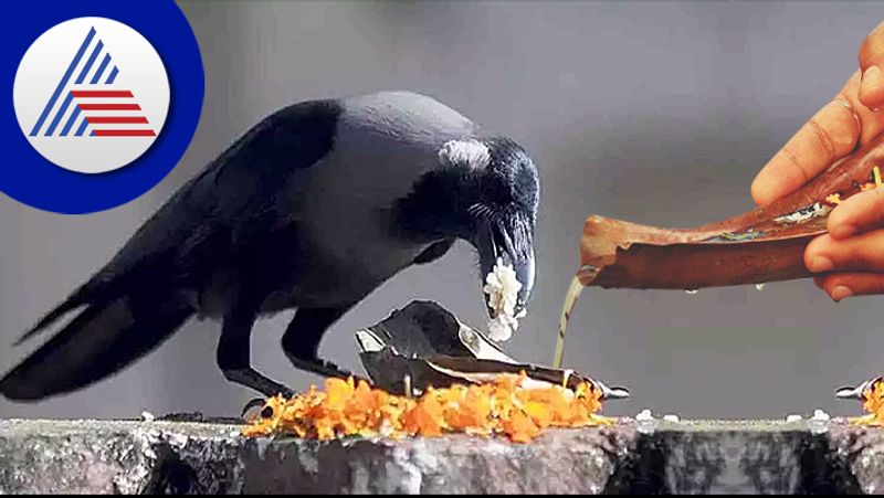 aadi amavasai 2023 significance of feeding crows in amavasya