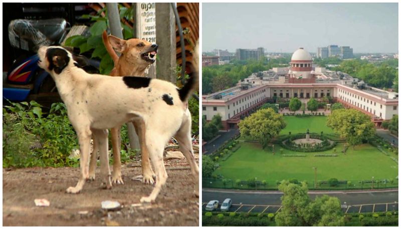 quality of anti rabies vaccine supreme court notice to state government nbu