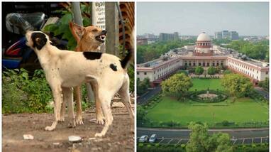 quality of anti rabies vaccine supreme court notice to state government nbu quality of anti rabies vaccine supreme court notice to state government nbu