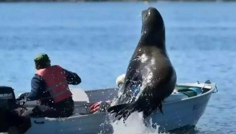 sea lion jumps onto boat video viral 