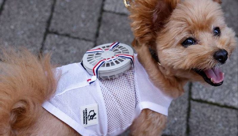 4 health problems that pets face in summer Things to watch out for
