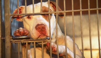 Are Pitbulls dangerous or misunderstood? Here are five things you should know about the breed
