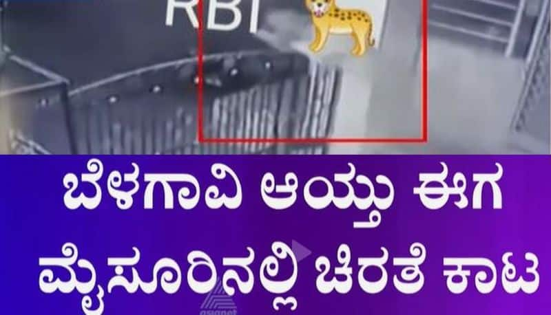 After Belagavi Fear grips in Mysuru as locals spot leopard around RBI Campus mnj 