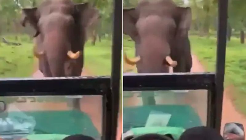 Elephant Charges Towards Safari Jeep Narrow Escape For Tourists