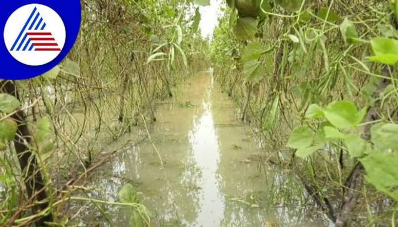 Karnataka rains: Crops destroyed in several districts; IMD issues Yellow alert for 3 days