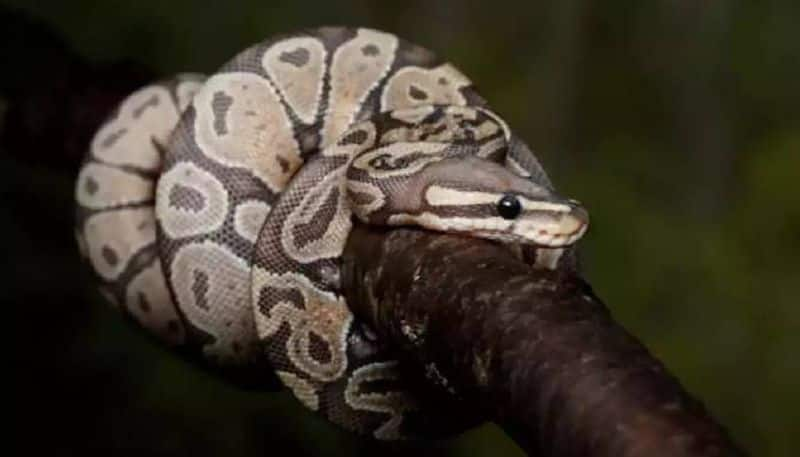 Heavy rains: Python makes way into house after rainfall in Telangana RMA