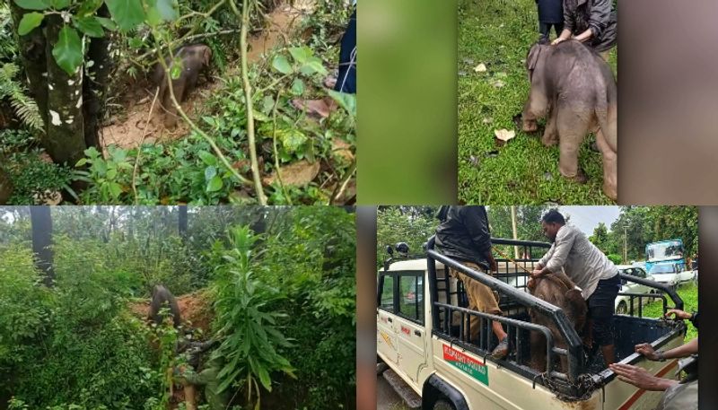 Baby elephant rescued in Wayanad