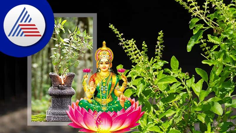 Tulsi Puja Tips Maa Lakshmi leaves the house if you touch tulsi at this time skr