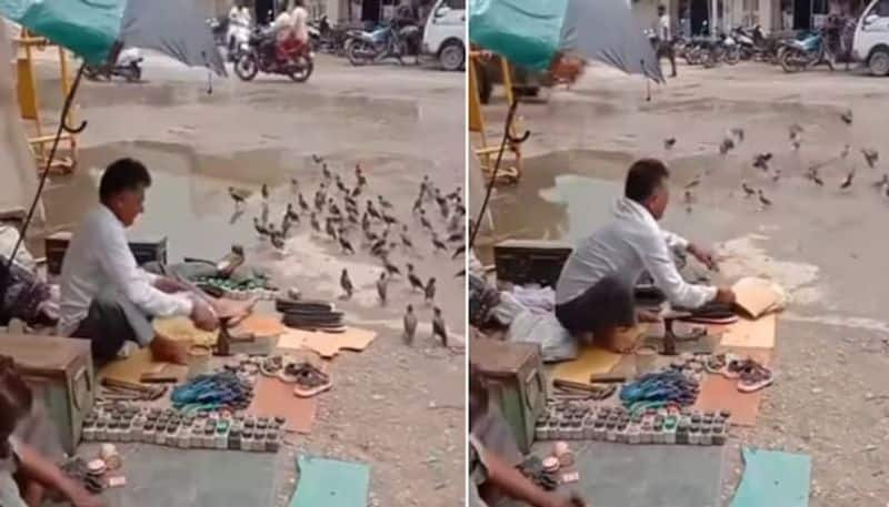 Heartwarming video shows cobbler feeding birds at the corner of the road