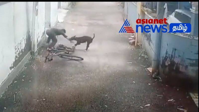 Stray dog attacks class 7 boy in Kozhikode, Shocking visuals out