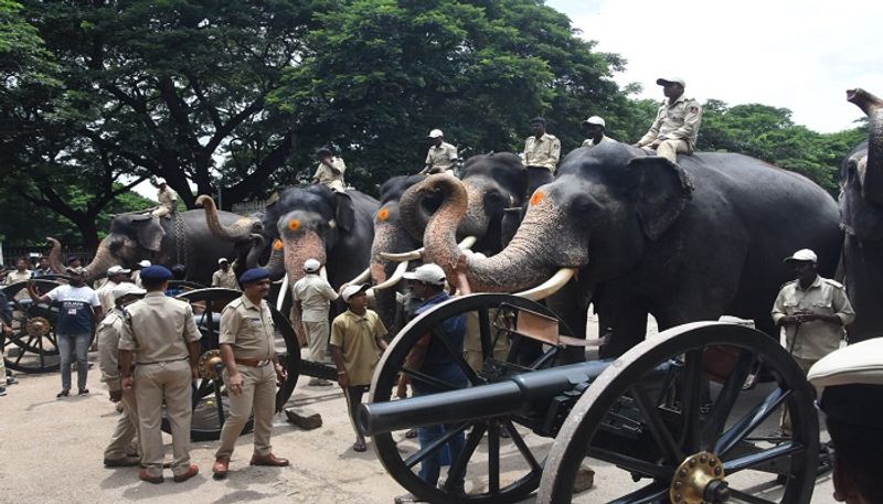 Dasara Elephants fighting in Mysuru palace grg 