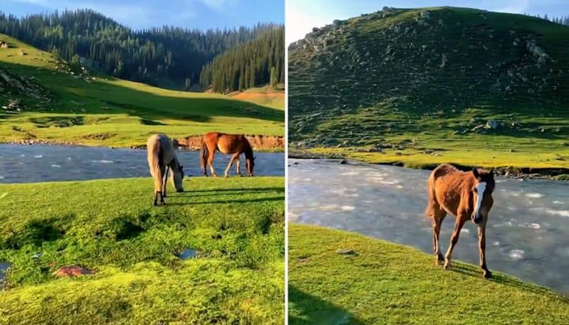 Watch Incredible view of Kashmir's Bangus Valley leaves the internet spellbound-tgy