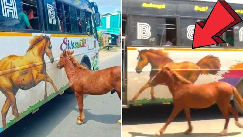 little horse run over bus viral video