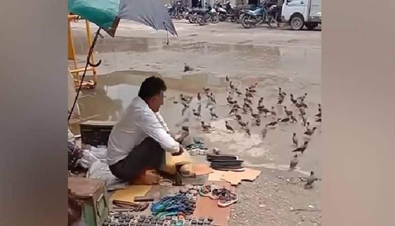 man feeds birds viral video 