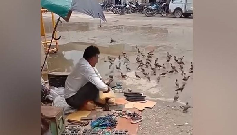 man feeds birds viral video 