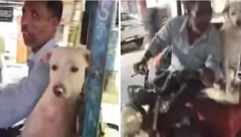 e Rickshaw driver takes dog with him in all his ride 