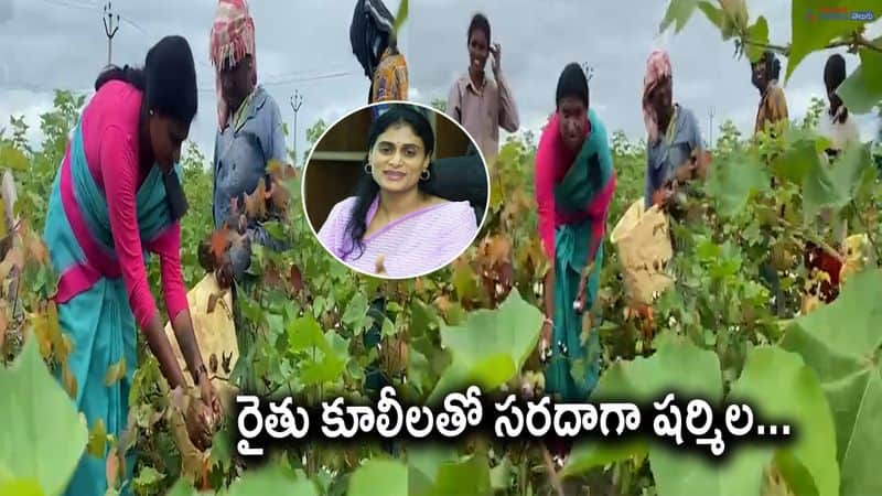 YSRTP Chief Sharmila Working in Cotton Crop 