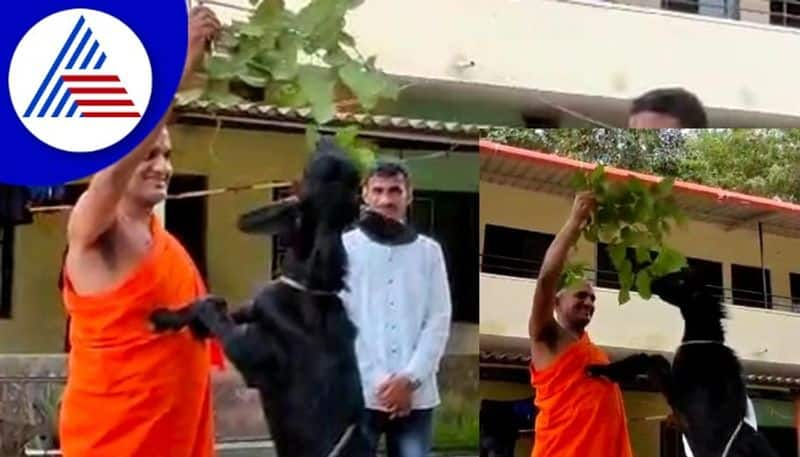 Viral video A goat eating fodder by stepping on pejavar shree rav