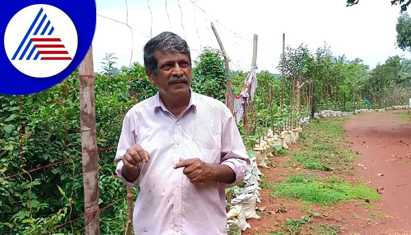 Organic farming is rampant on both sides of the national highway at bantwal gvd