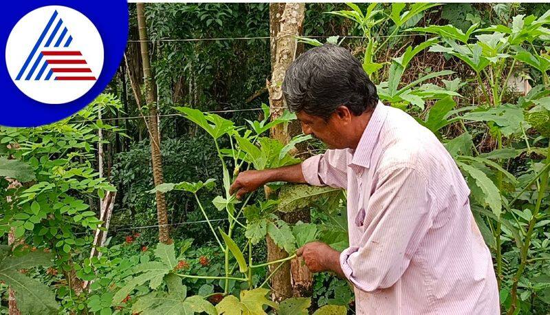 Organic farming is rampant on both sides of the national highway at bantwal gvd