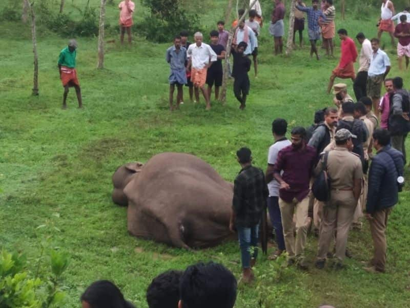 wild elephant died to electric shock at palakkad 