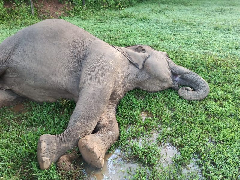 Elephant Died after Fallen into the Water tank of the Coffee Plantation in Kodagu grg