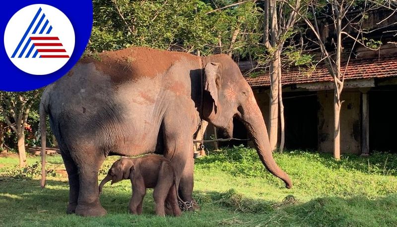 elephant camp at Nagarhole Bheemanakte snr