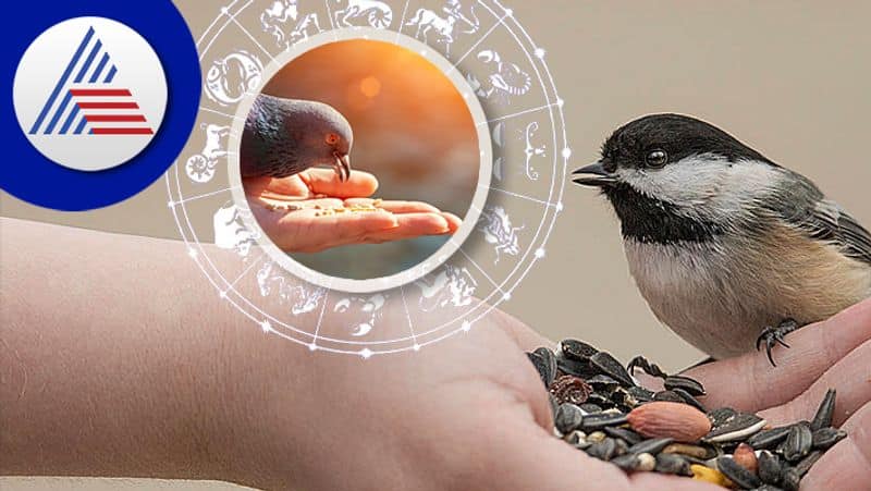 Feeding Birds And Animals 10 Astrology Remedies that will remove planetary defects skr