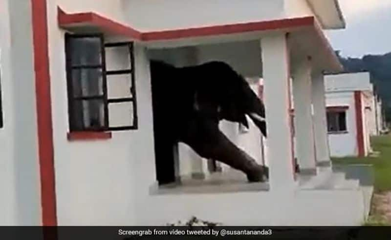 viral video of elephant returns from home after having food