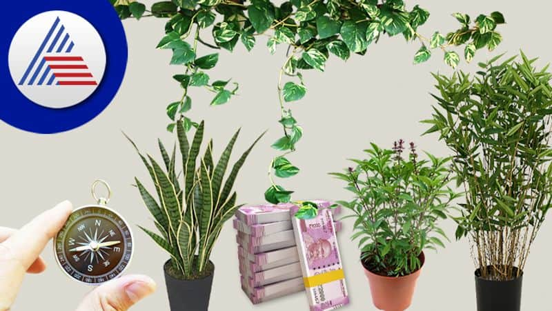 Lucky Plants For Home in vastu and astrology skr