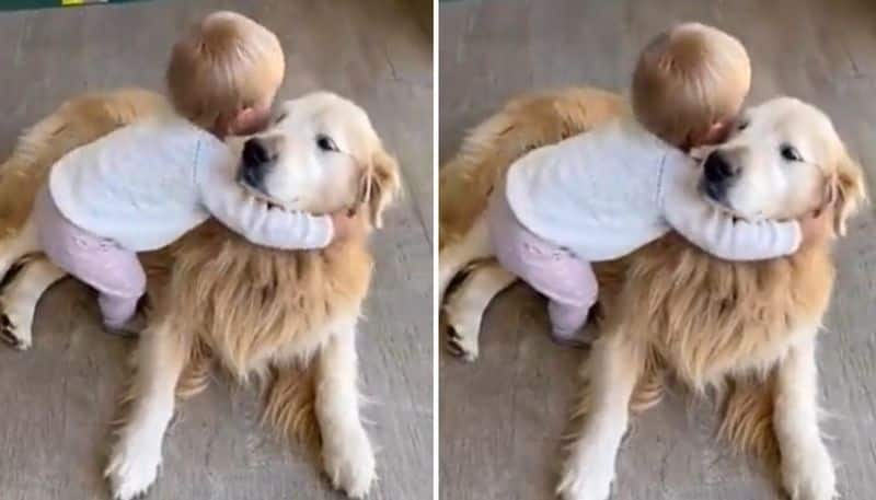 toddler gives hug to pet tog heartwarming video goes viral 