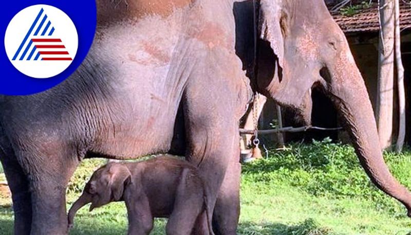 A baby boy was born to the elephant Lakshme who had come for Dasara rav