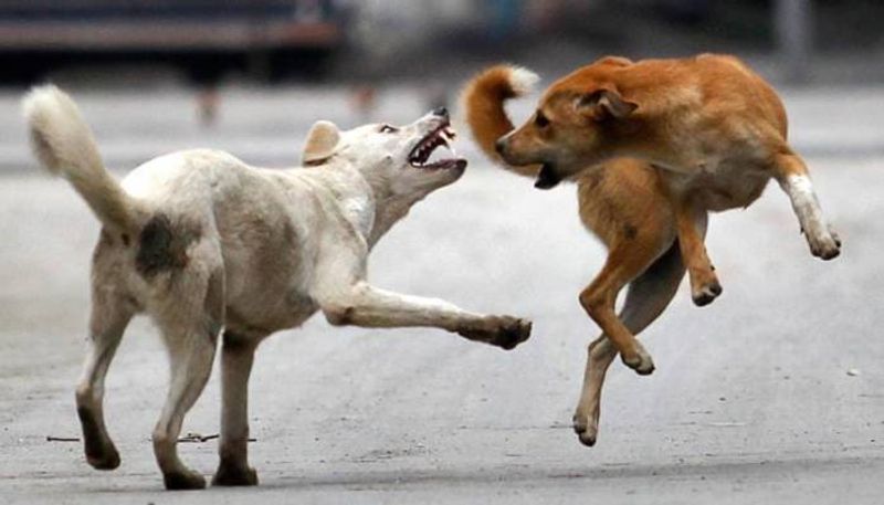 Kerala: Rabid dog subdued after attacking four in Kozhikode anr