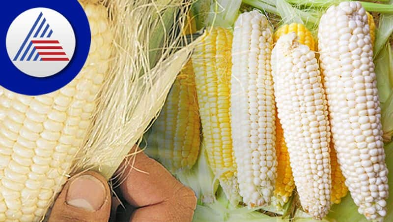 Desi White Corn vs Yellow American Counterpart: Which Is Healthier Vin