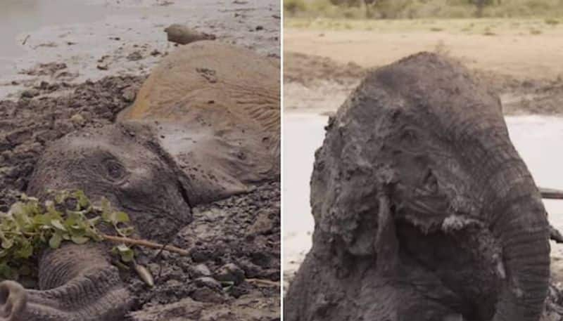 elephants stuck in mud for two days rescued 