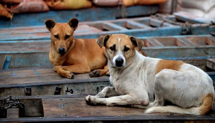 Stray dog mauls to death 7 month old baby inside Noida housing society