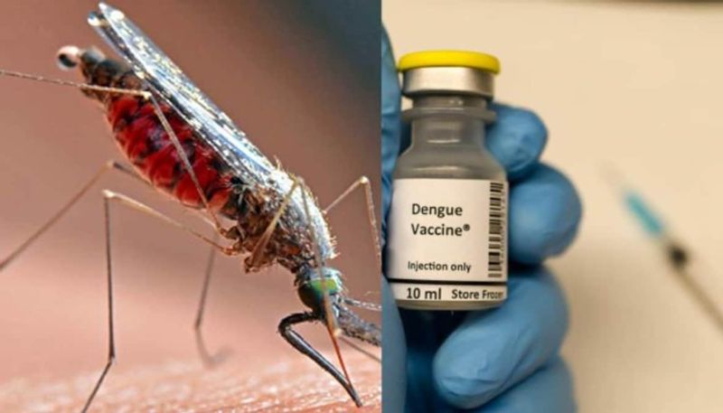 Karnataka declares dengue epidemic  Panacea Biotec share jumps san