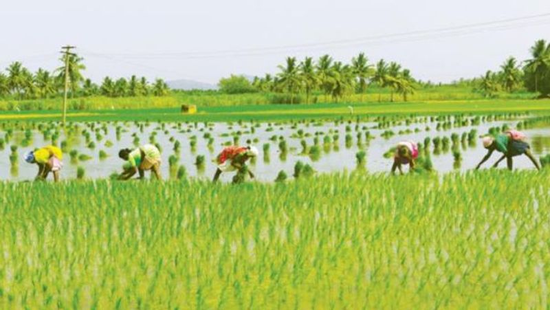 Farmers Direct Market Day on 13th Feb snr